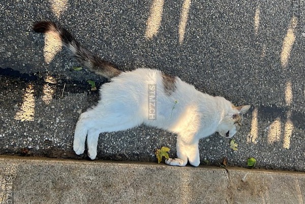 Fundmeldung Katze  Unbekannt La Grande Béroche Schweiz