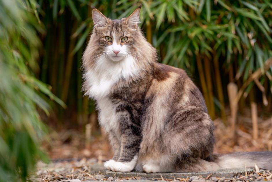 Vermisstmeldung Katze Männliche , 3 jahre Corminboeuf Schweiz Vermisstmeldung Katze Männliche , 3 jahre Corminboeuf Schweiz