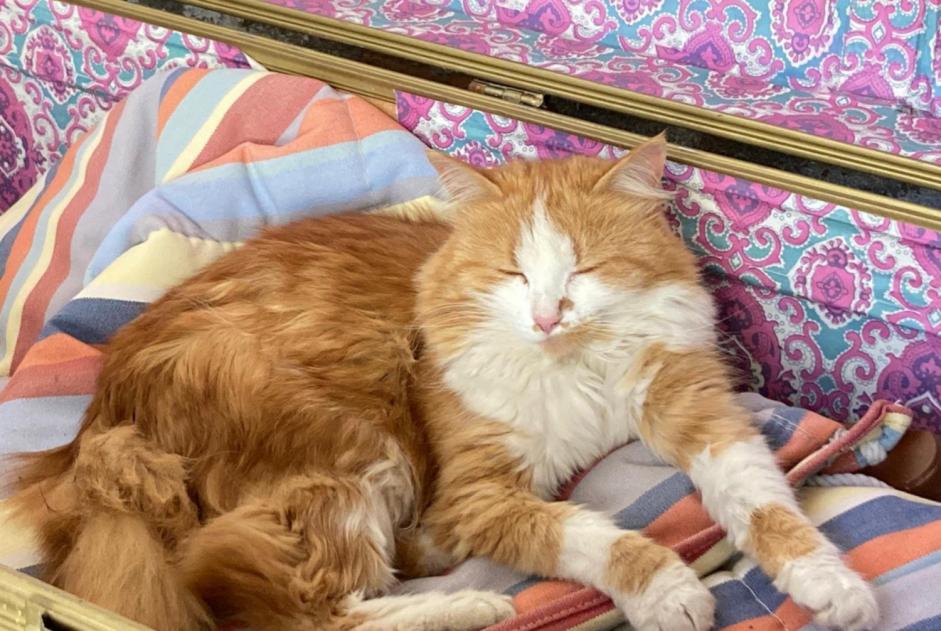 Vermisstmeldung Katze  Weiblich , 8 jahre Cossonay Schweiz