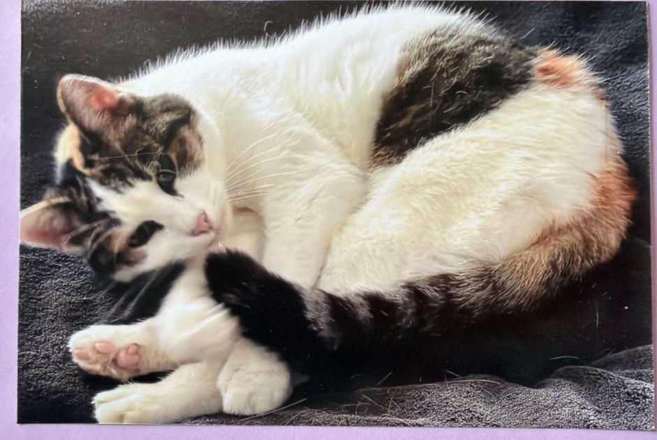 Vermisstmeldung Katze Weiblich , 16 jahre Lausanne Schweiz