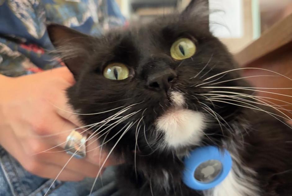 Vermisstmeldung Katze  Weiblich , 4 jahre Gimel Schweiz