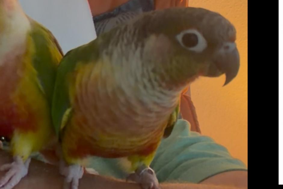 Vermisstmeldung Vogel Männliche , 2026 jahre Versoix Schweiz