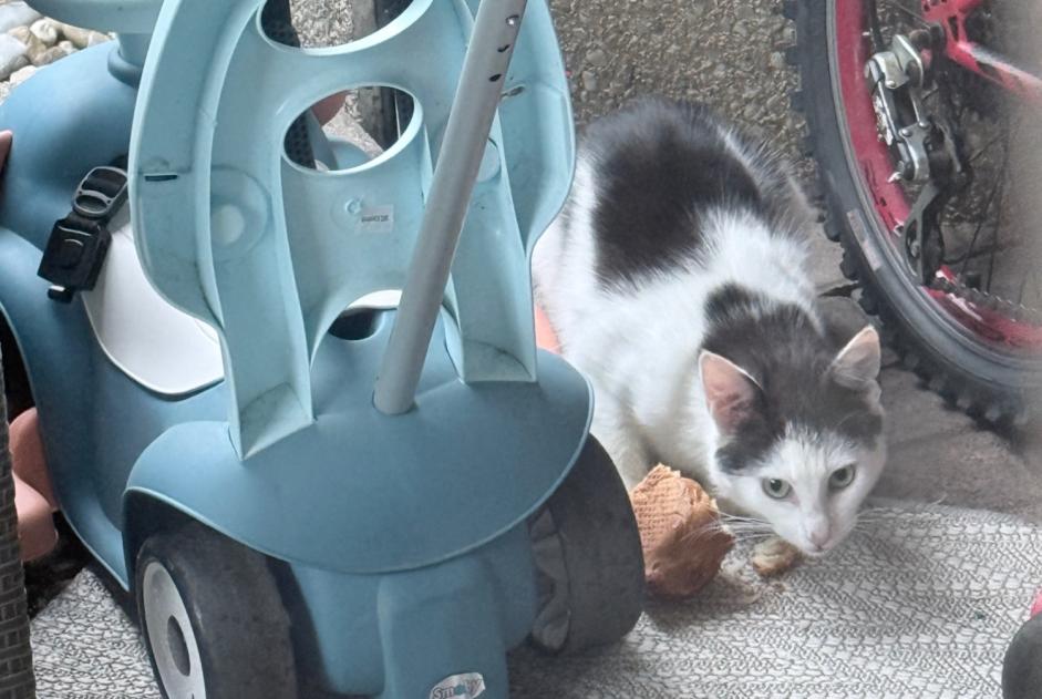 Discovery alert Cat Unknown Villars-sur-Glâne Switzerland