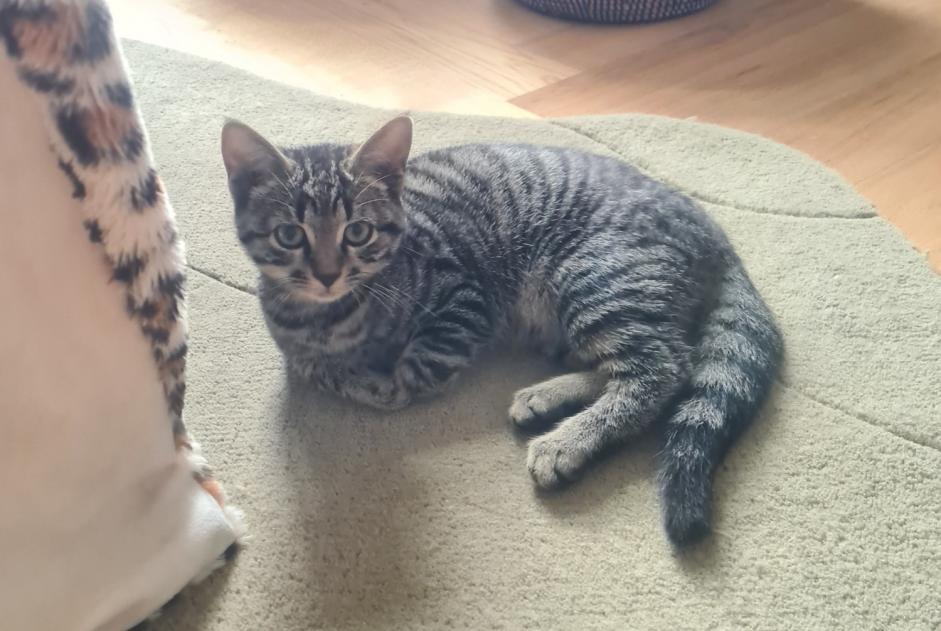 Discovery alert Cat Unknown Vuadens Switzerland Discovery alert Cat Unknown Vuadens Switzerland