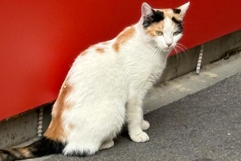 Discovery alert Cat Female Lausanne Switzerland Discovery alert Cat Female Lausanne Switzerland