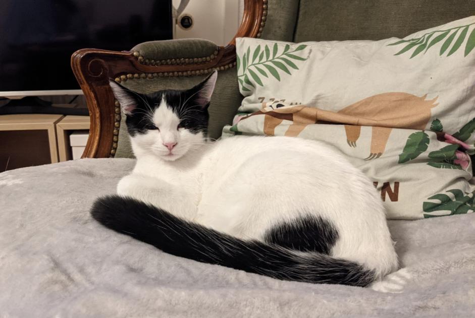 Disappearance alert Cat miscegenation Female , 5 years Marly Switzerland