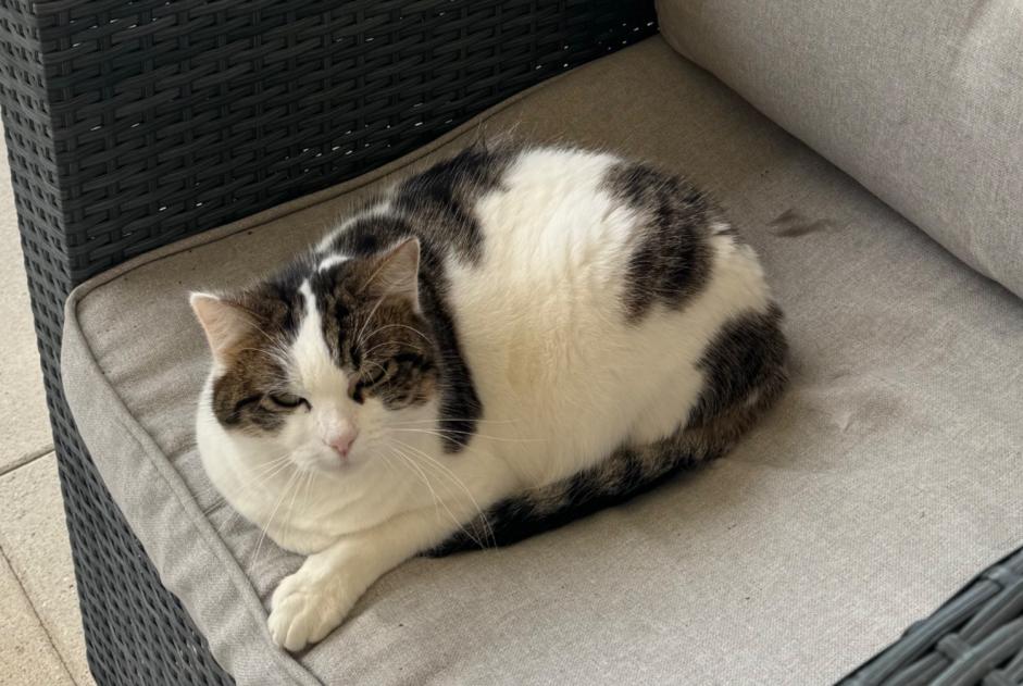 Alerta de Desaparición Gato Hembra , 8 años Estavayer Suiza