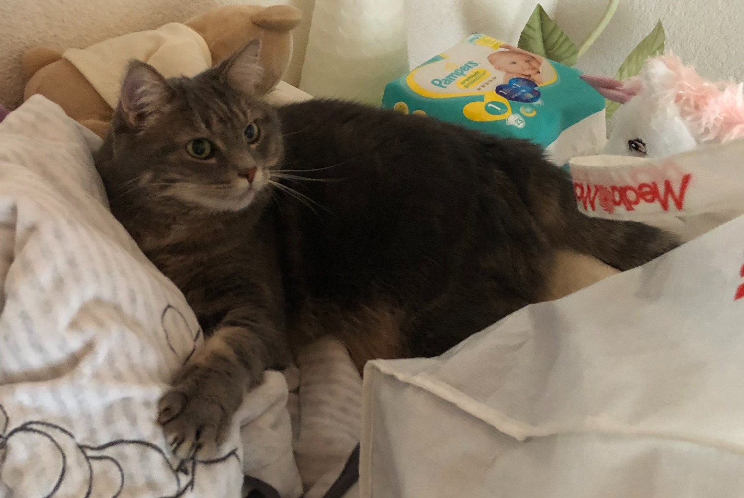 Alerta de Desaparición Gato Hembra , 10 años Val-de-Ruz Suiza