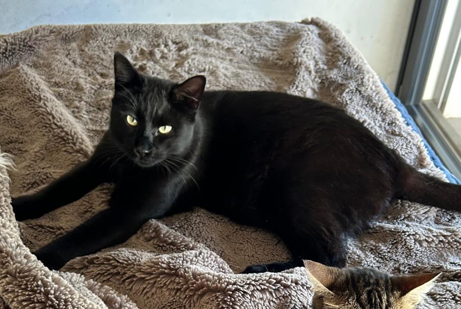 Alerta de Desaparición Gato Macho , 3 años Ayent Suiza