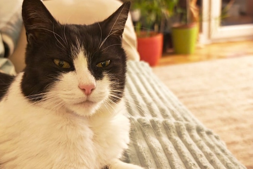 Alerta de Desaparición Gato cruce Macho , 10 años Prilly Suiza Alerta de Desaparición Gato cruce Macho , 10 años Prilly Suiza