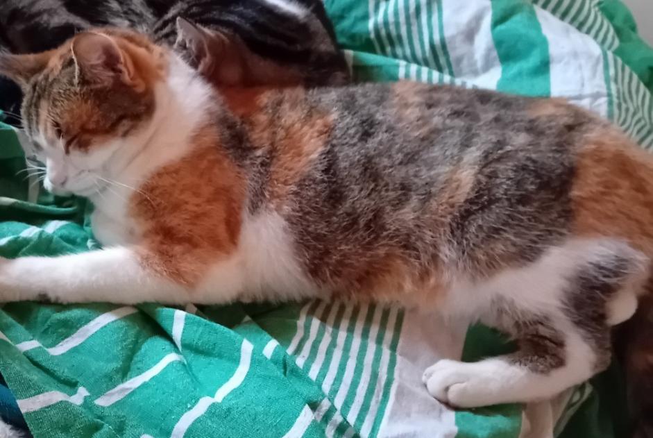Alerte Disparition Chat Femelle , 2026 ans Châtel-Saint-Denis Suisse