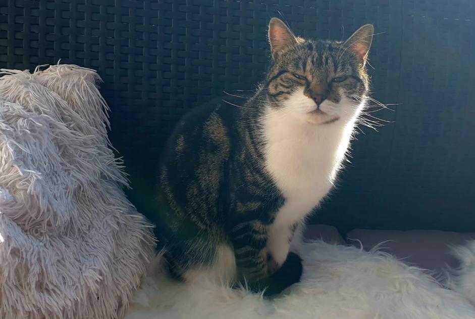 Alerte Disparition Chat croisement Femelle , 5 ans Sâles Suisse Alerte Disparition Chat croisement Femelle , 5 ans Sâles Suisse