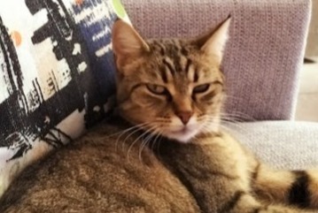Alerte Disparition Chat Femelle , 4 ans Corminboeuf Suisse Alerte Disparition Chat Femelle , 4 ans Corminboeuf Suisse