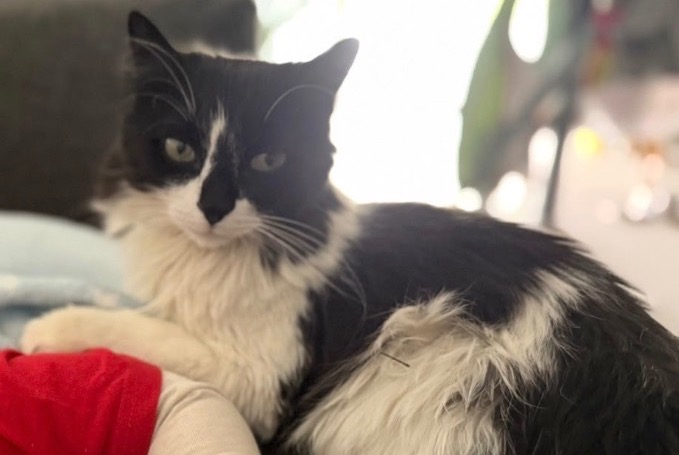Alerte Disparition Chat Mâle , 8 ans Bournens Suisse