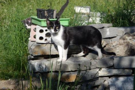 Alerte Découverte Chat Femelle , Entre 1 et 3 mois Gibloux Suisse Alerte Découverte Chat Femelle , Entre 1 et 3 mois Gibloux Suisse