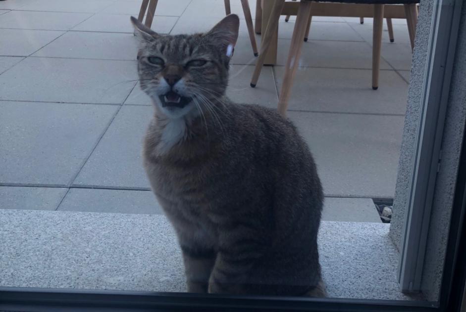 Alerte Découverte Chat Femelle , 1 année Châtel-Saint-Denis Suisse Alerte Découverte Chat Femelle , 1 année Châtel-Saint-Denis Suisse