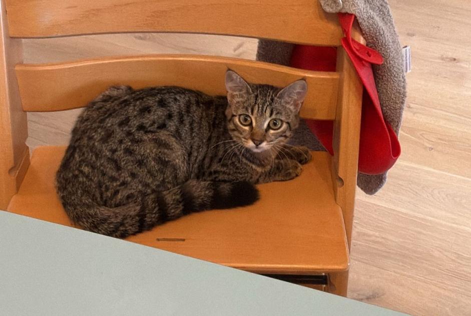 Alerte Découverte Chat croisement Inconnu Bourg-en-Lavaux Suisse