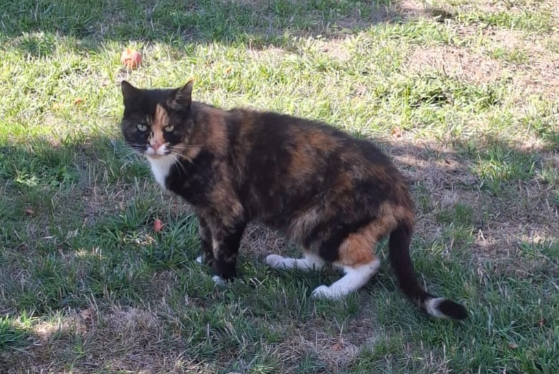 Alerte Découverte Chat Femelle Syens Suisse Alerte Découverte Chat Femelle Syens Suisse