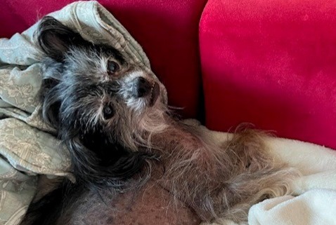 Alerte Disparition Chien Mâle , 14 ans Vex Suisse Alerte Disparition Chien Mâle , 14 ans Vex Suisse