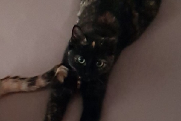 Avviso scomparsa Gatto Femmina , 1 anni Bulle Svizzera