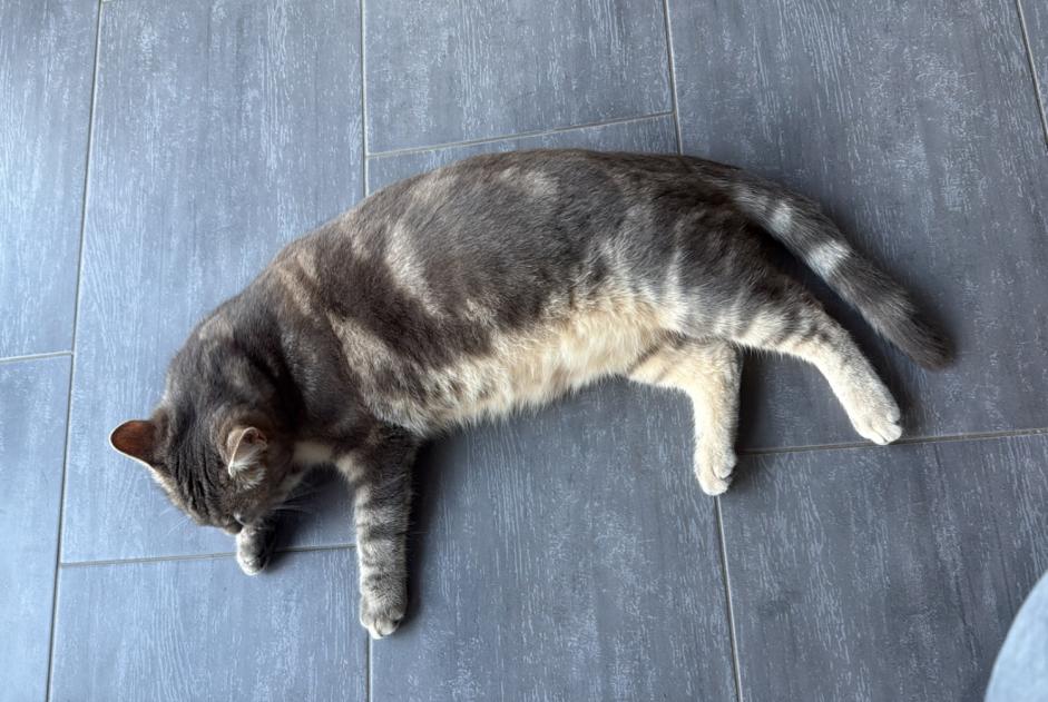 Avviso scomparsa Gatto Maschio , 1 anni Cheyres-Châbles Svizzera