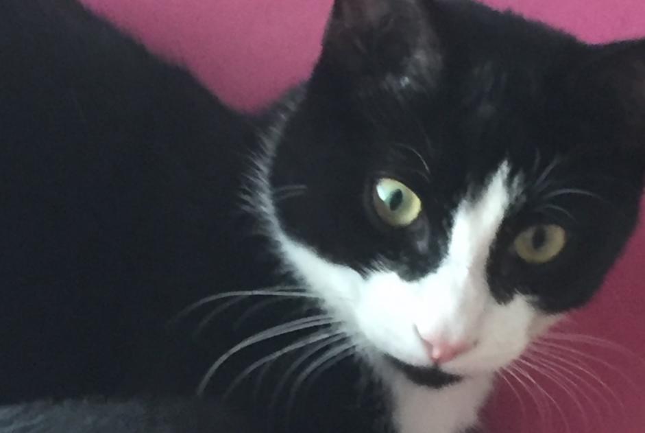 Avviso scomparsa Gatto Maschio , 2 anni La Tour-de-Trême Svizzera Avviso scomparsa Gatto Maschio , 2 anni La Tour-de-Trême Svizzera