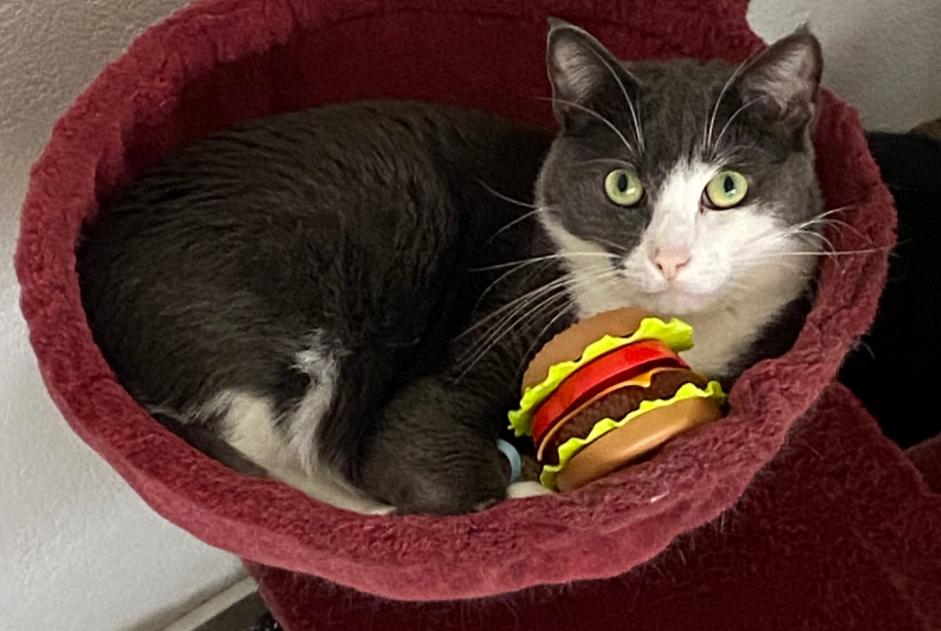 Avviso scomparsa Gatto incrocio di razze Maschio , 5 anni Bulle Svizzera Avviso scomparsa Gatto incrocio di razze Maschio , 5 anni Bulle Svizzera