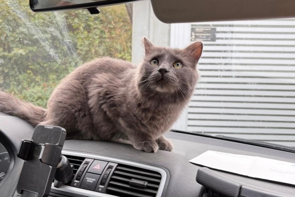 Avviso scomparsa Gatto Maschio , 1 anni Haute-Ajoie Svizzera Avviso scomparsa Gatto Maschio , 1 anni Haute-Ajoie Svizzera