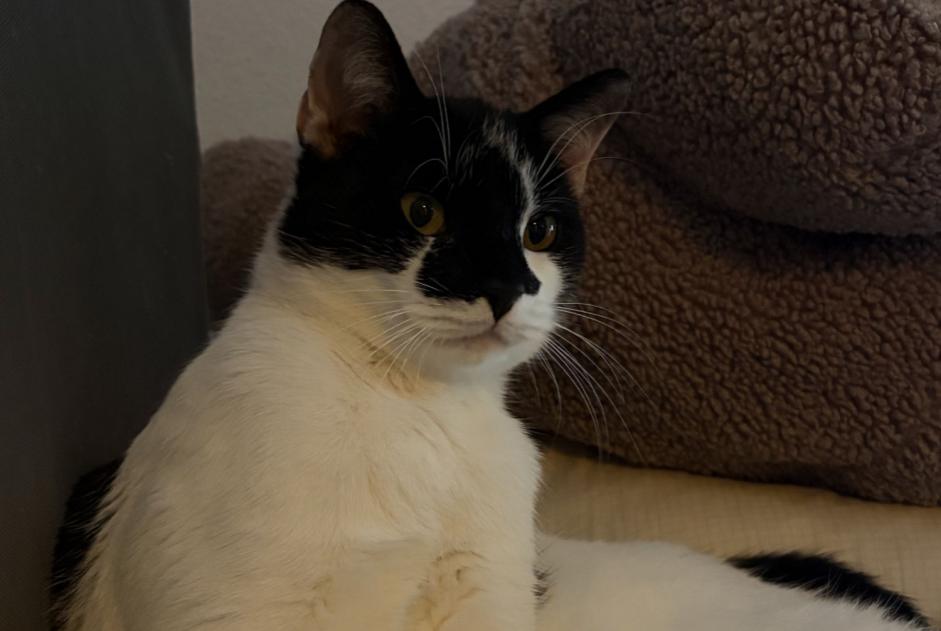 Avviso scomparsa Gatto  Maschio , 1 anni Saint-George Svizzera