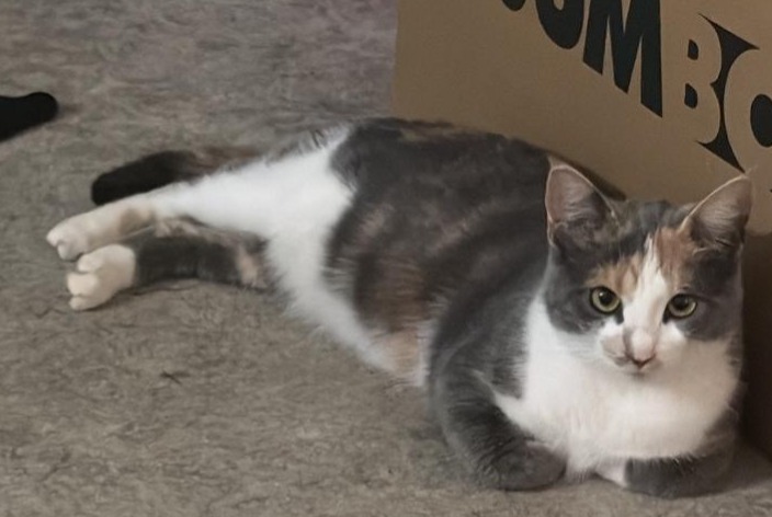 Avviso scomparsa Gatto Femmina , 3 anni Grandson Svizzera