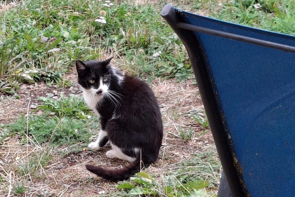 Avviso Ritrovamento Gatto  Non conosciuta Sainte-Croix Svizzera