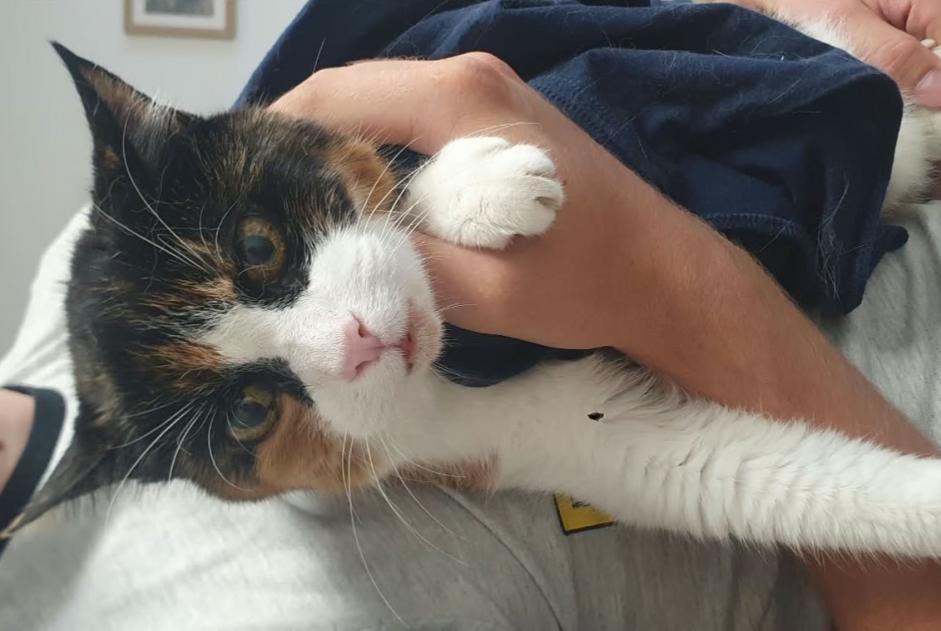 Ontdekkingsalarm Kat Vrouwtje Founex Zwitserland