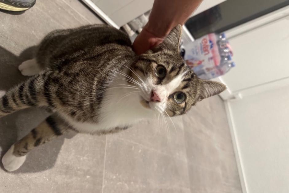 Alerta desaparecimento Gato  Macho , 2 anos Neyruz Switzerland