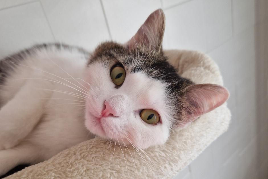 Alerta desaparecimento Gato cruzamento Macho , 1 anos Neyruz Switzerland