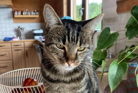 Alerta desaparecimento Gato Fêmea , 3 anos Perly-Certoux Switzerland Alerta desaparecimento Gato Fêmea , 3 anos Perly-Certoux Switzerland