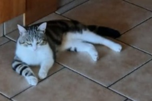 Alerta desaparecimento Gato cruzamento Macho , 4 anos Nendaz Switzerland