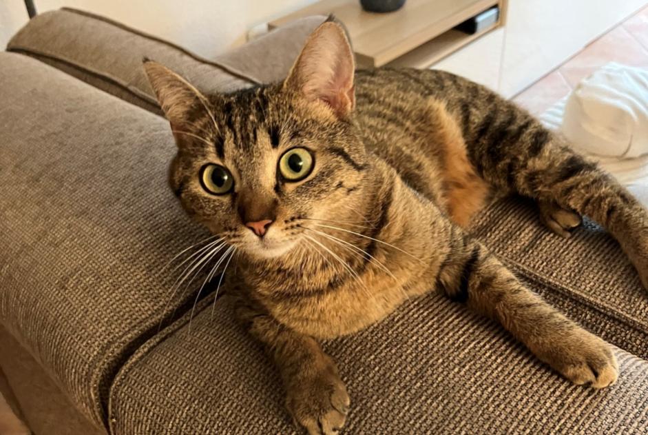 Alerta desaparecimento Gato cruzamento Fêmea , 2 anos Nyon Switzerland