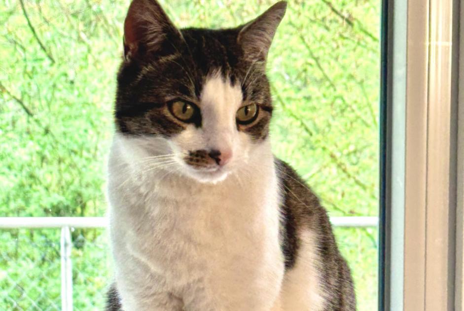 Alerta desaparecimento Gato Macho , 3 anos Orbe Switzerland