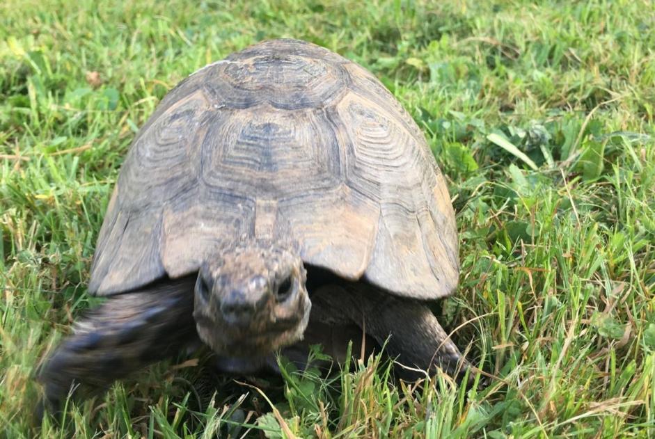 Alerta desaparecimento Tartaruga Macho , 2026 anos Courtelary Switzerland Alerta desaparecimento Tartaruga Macho , 2026 anos Courtelary Switzerland